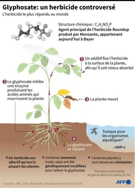 Schéma d'action du glyphosate sur les plantes