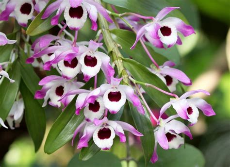 Dendrobium Nobile en pleine floraison avec ses cannes caractéristiques