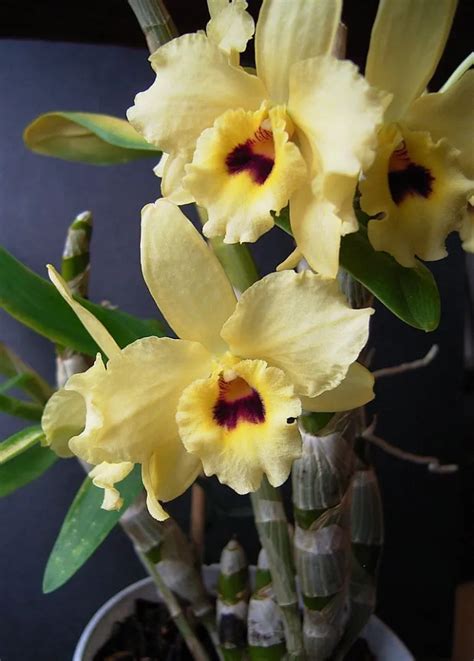 Racines saines d'une orchidée Dendrobium Nobile