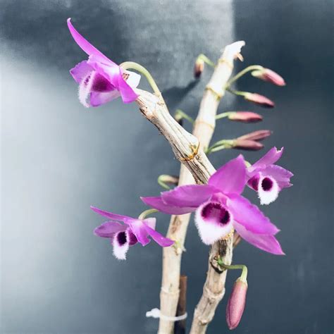 Orchidée Dendrobium Nobile tuteurée avec des attaches discrètes