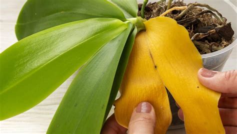 Feuilles d'orchidée présentant des signes d'infestation de cochenilles