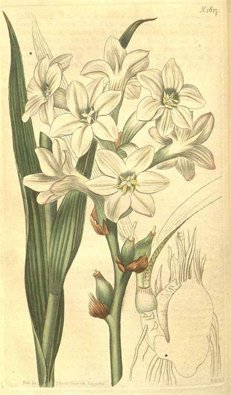 Illustration botanique de Polianthes tuberosa L.