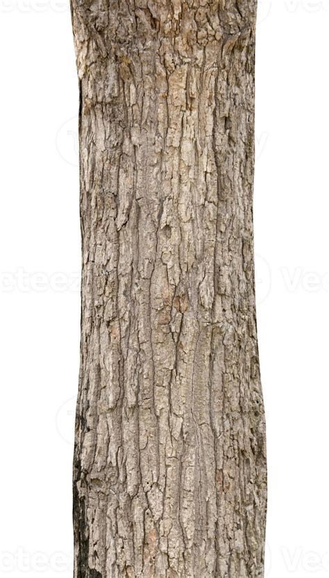 Image d'un tronc d'arbre chaulé