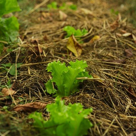 Laitues paillées pour conserver l'humidité