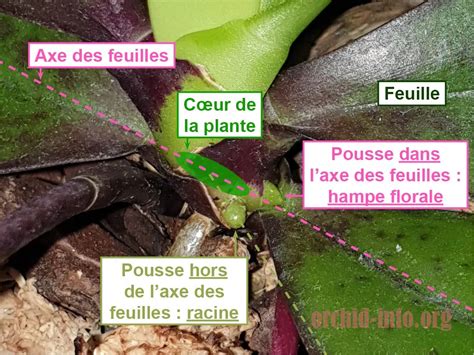 Hampe florale de laitue avec graines