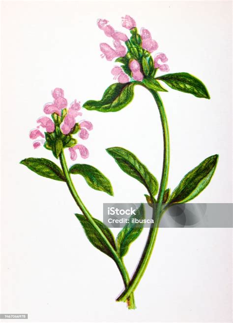 Illustration botanique de Prunella vulgaris