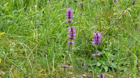 Gros plan sur l'épis floral de la brunelle vulgaire