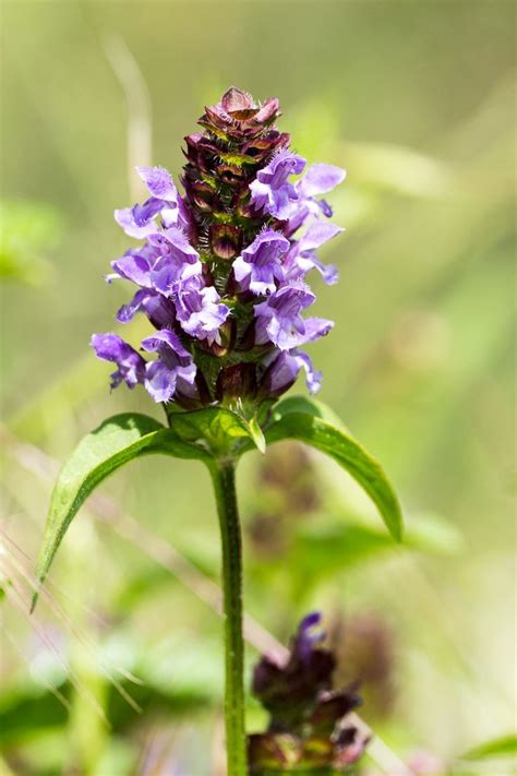 Photo d'une brunelle en fleur dans une pelouse