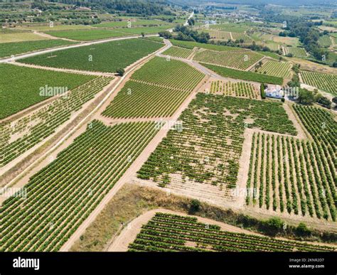 Vue aérienne de vignobles en Dordogne