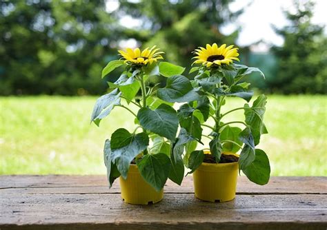 Planter des tournesols en plein soleil et à l'abri du vent