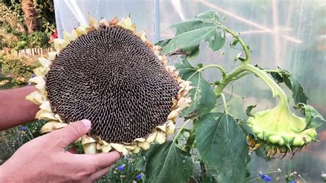 Récolte des graines de tournesol