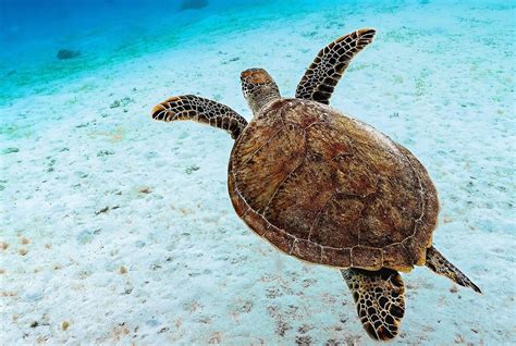 Tortues caouannes pondant sur une plage du Cap-Vert