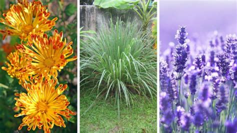 Plantes répulsives naturelles pour les fourmis