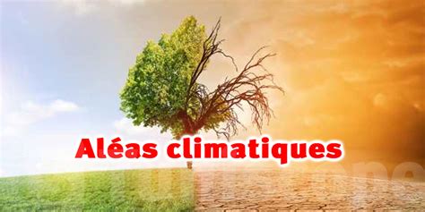 Infographie sur la vulnérabilité du maraîchage aux aléas climatiques