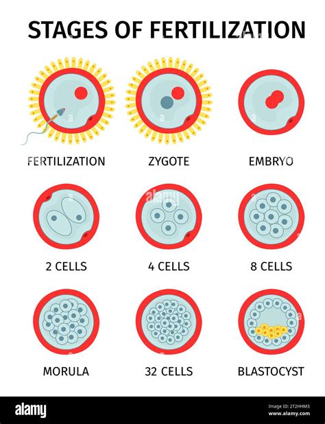 Diagramme des différentes techniques de fertilisation
