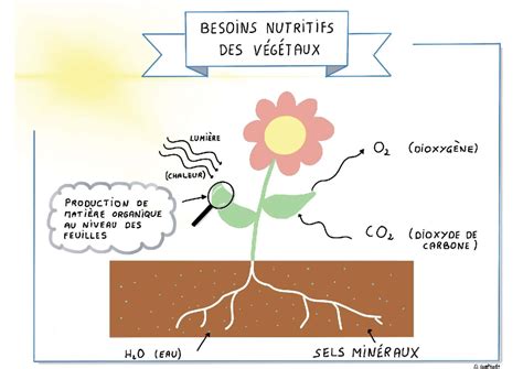 Tableau illustrant les besoins nutritifs de différentes plantes