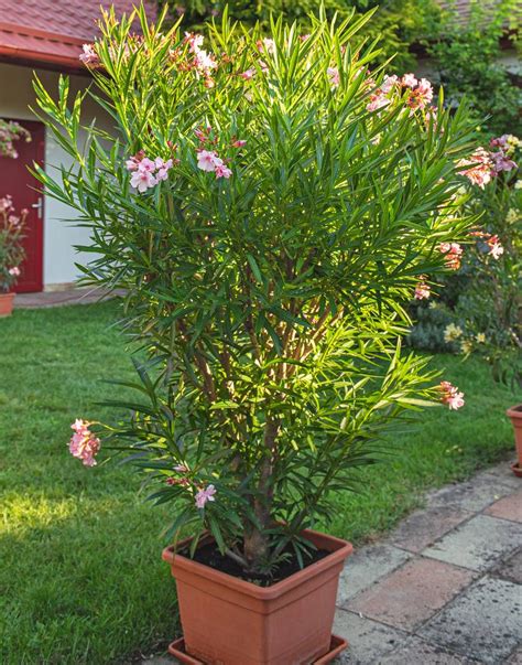 Schéma de plantation d'un laurier-rose en pot avec couche de drainage