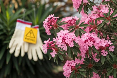 Panneau d'avertissement de toxicité près d'un laurier-rose