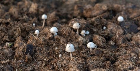 Microscope montrant des bactéries et des champignons dans le sol