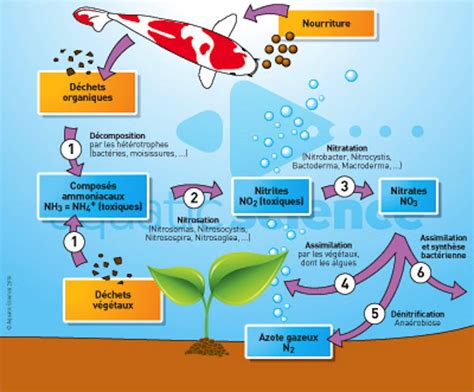 Diagramme montrant le cycle des nutriments dans le sol avec l'intervention des micro-organismes