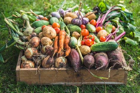 Champs de légumes de plein champ diversifiés