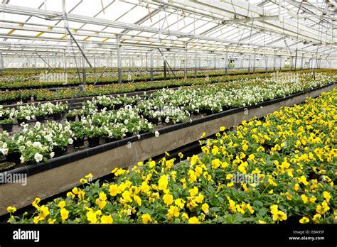 Types de plantes cultivées dans une ferme horticole