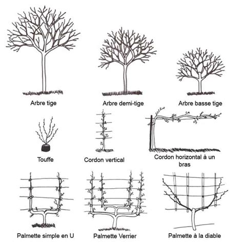 Schéma illustrant les différentes tailles du poirier : formation, fructification, entretien