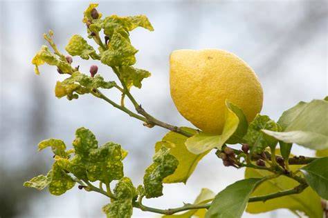 citronnier malade