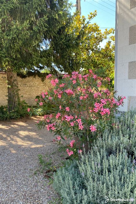 Paysage de montagne provençale avec des lauriers roses