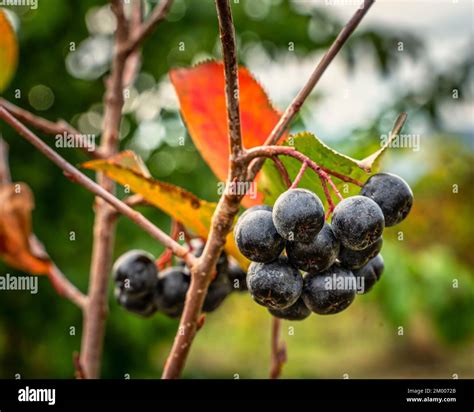 Fruits de l'Aronia noir