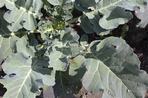 Brocoli attaqué par des chenilles