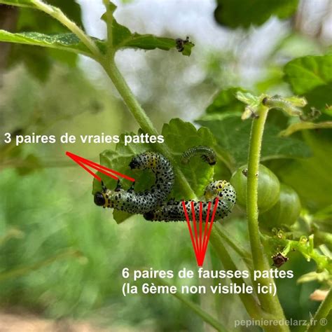 Photographie de larves de tenthrède du groseillier avec leurs points noirs caractéristiques
