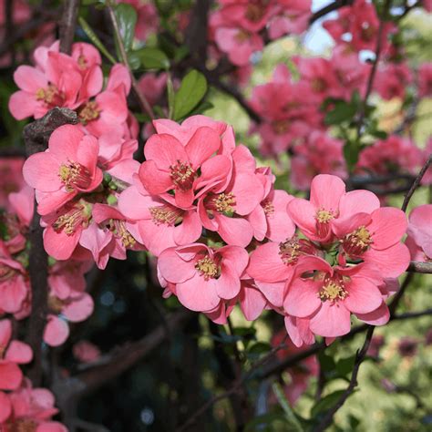 Comparaison des différentes fleurs de Chaenomeles