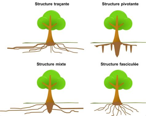 Système racinaire sain d'un bonsaï de cognassier
