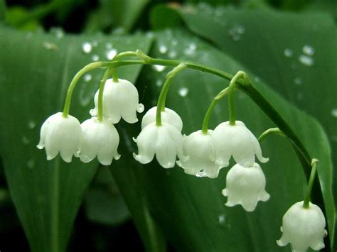 Muguet en fleur
