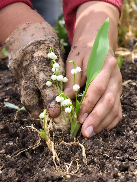Schéma de plantation des griffes de muguet