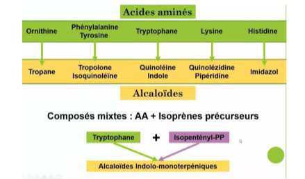 Schéma des alcaloïdes et saponines dans le Choisya ternata