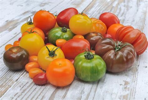 Diversité des variétés de tomates