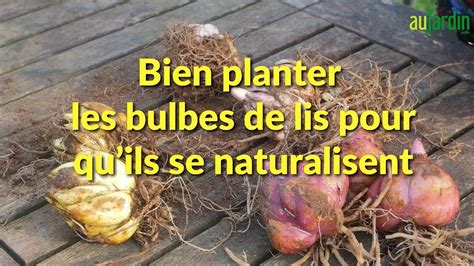 Infographie sur le choix des bulbes de lys sains
