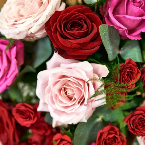 Variétés de roses fraîches