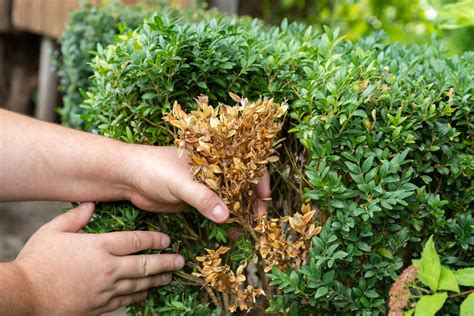 Dégâts de la pyrale du buis sur un buisson
