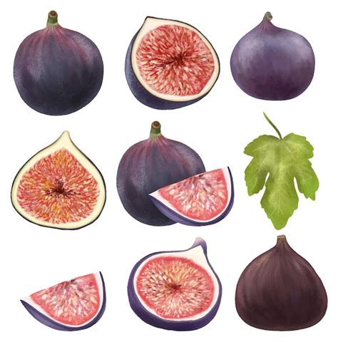 Illustration d'un figuier luxuriant portant de nombreuses figues mûres