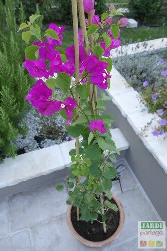 Bougainvillier cultivé en pot, taillé en forme spécifique