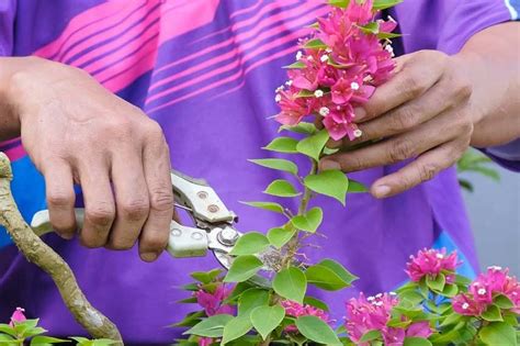 Outils de taille et exemples de bougainvillier taillés