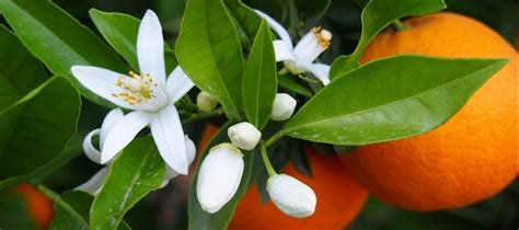 récolte des fleurs d'oranger