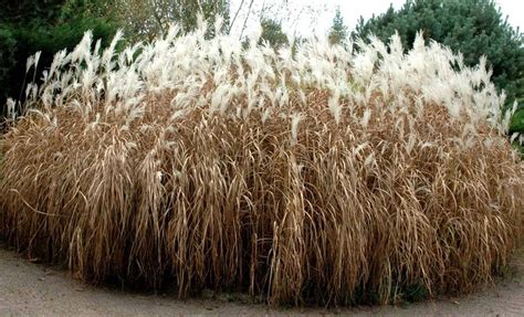 Plantation de rhizomes de miscanthus