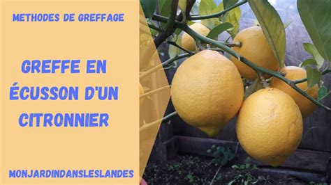 calendrier de greffe du citronnier