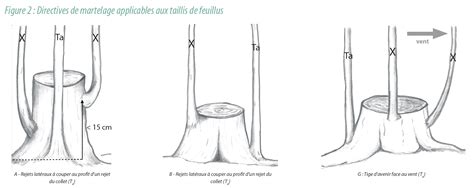 Rejets de souche de Sequoia sempervirens