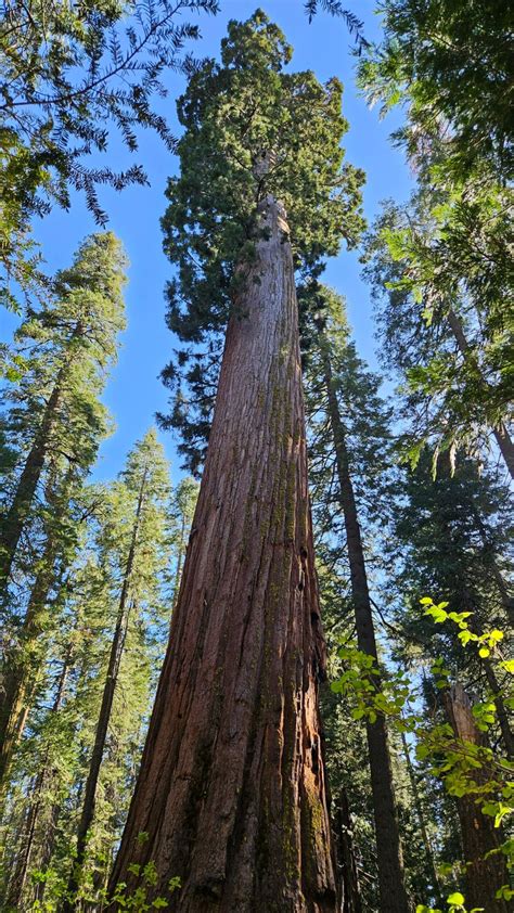 Comparaison des silhouettes du Sequoia sempervirens et du Sequoiadendron giganteum