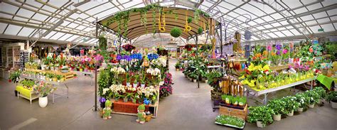Intérieur d'une jardinerie proposant des géraniums et accessoires